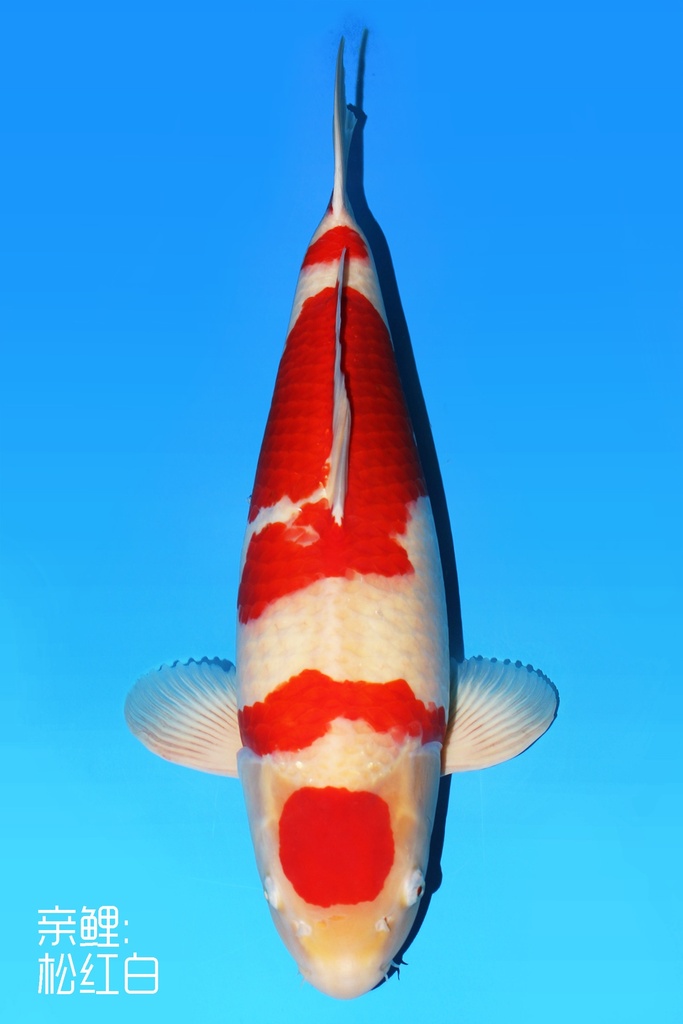 桃太郎产 三才 红白 75cm 雌性 342004