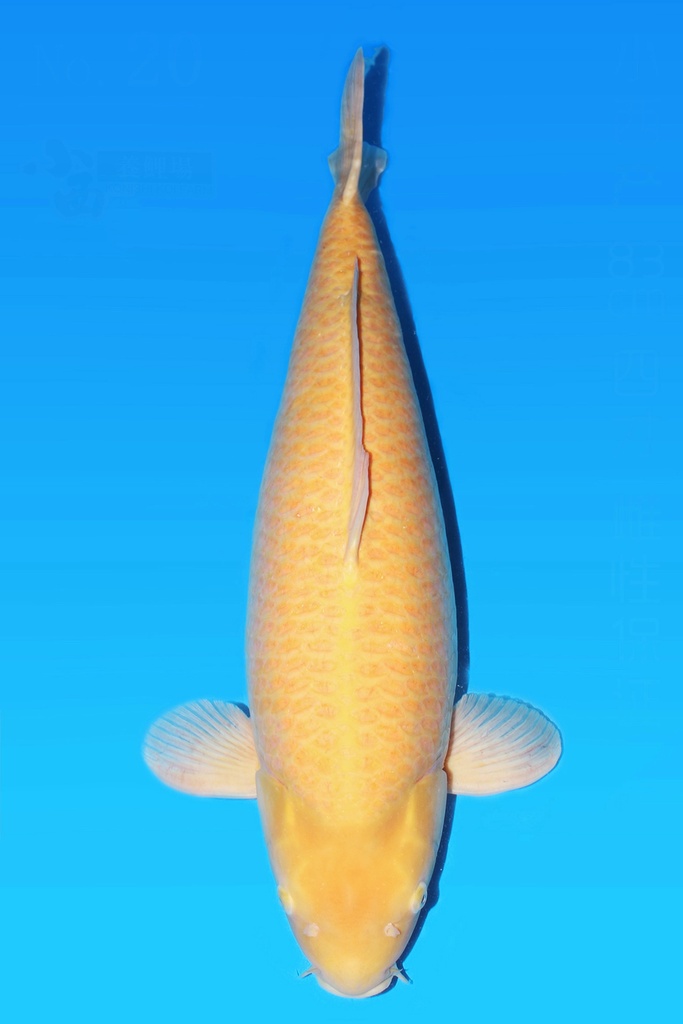 小西产 介子鲤 四才 83cm 雌性 342005