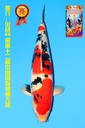 丸堂产 大正 三才 67cm 雌性 342006