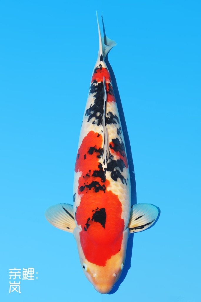 新阪井产 大正 三才 63cm 雌性 342008