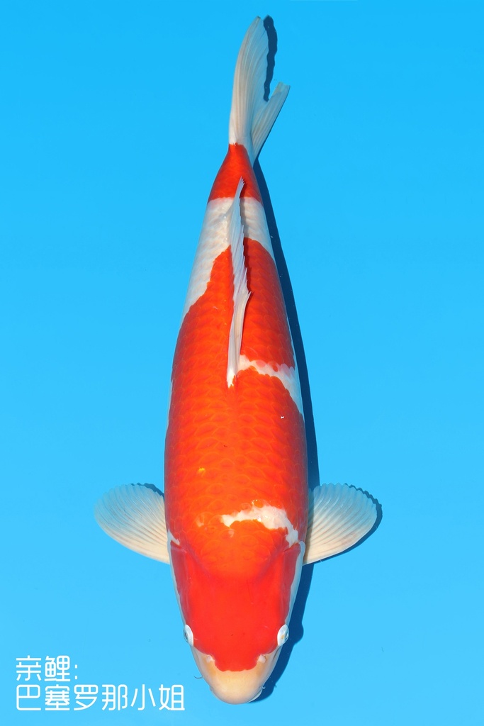 阪井产 红白 三才 70cm 雌性 342001