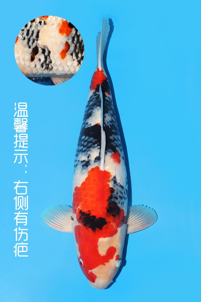 大日产 昭和 二才 60cm 雌性 342017