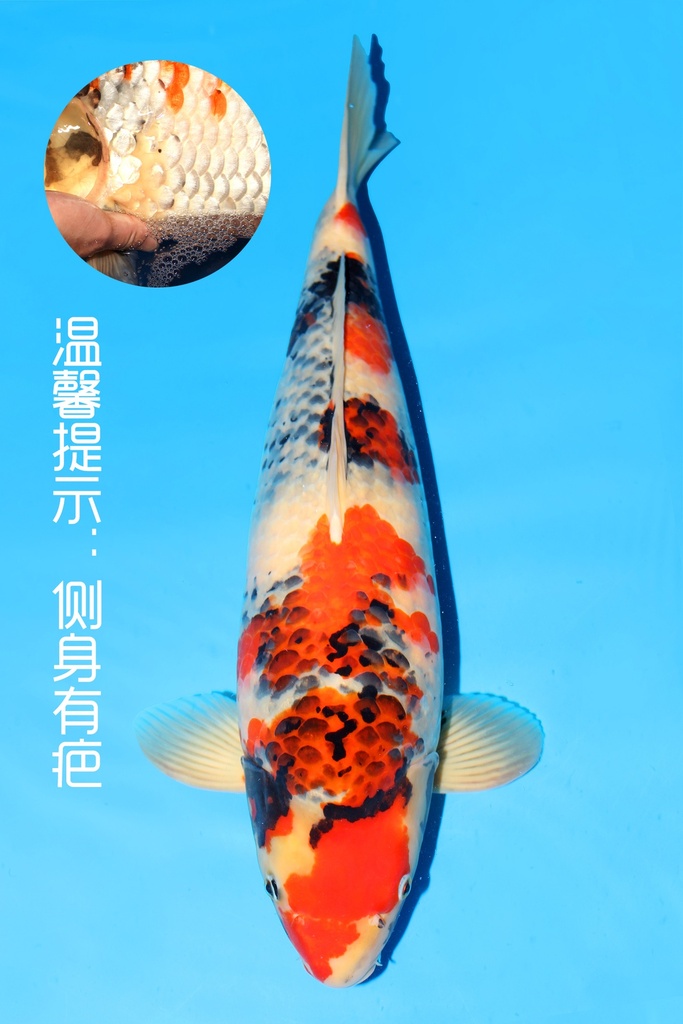 大日产 昭和 二才 57cm 雌性 342018