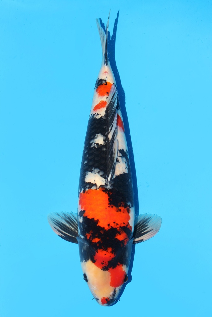 大日产 昭和 二才 63cm 雌性 342031