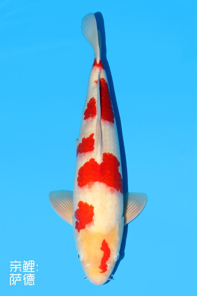 阪井产 红白 三才 54cm 雄性 342025