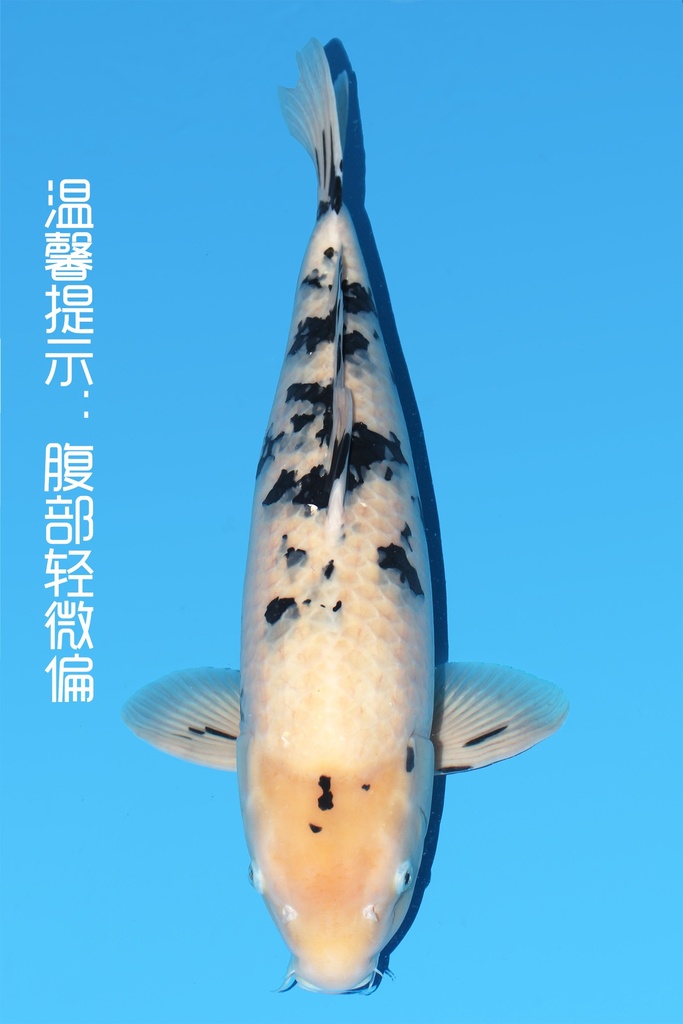 新阪井产 别甲 三才 66cm 雌性 342027