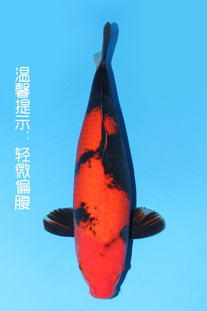 大日产 绯写 二才 60cm 雌性 342028