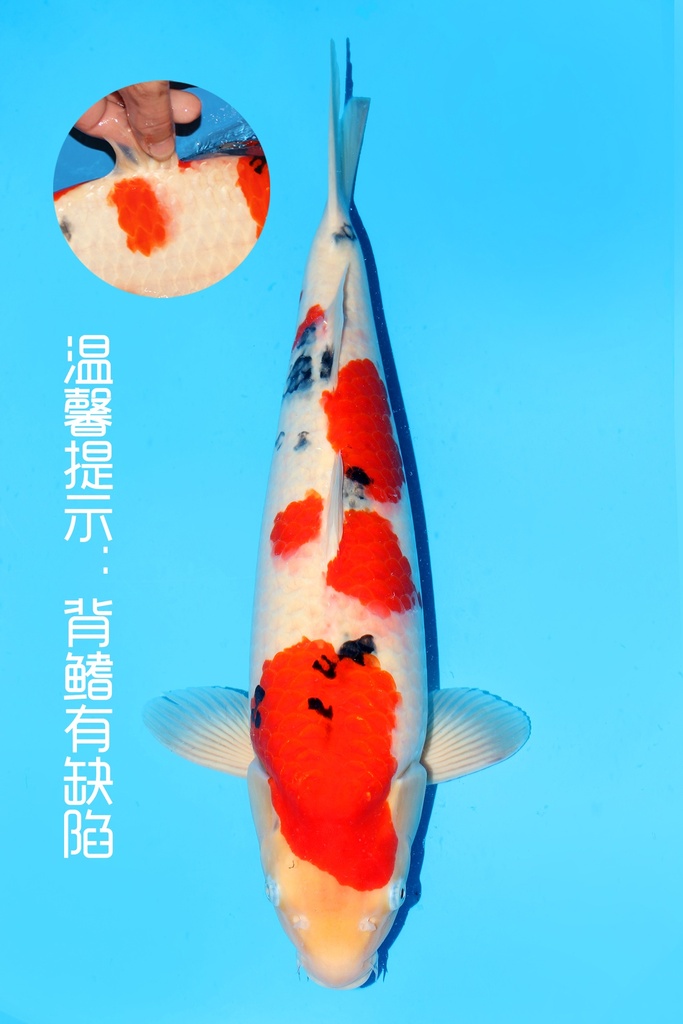 阪井产 大正 二才 52cm 雌性 342030