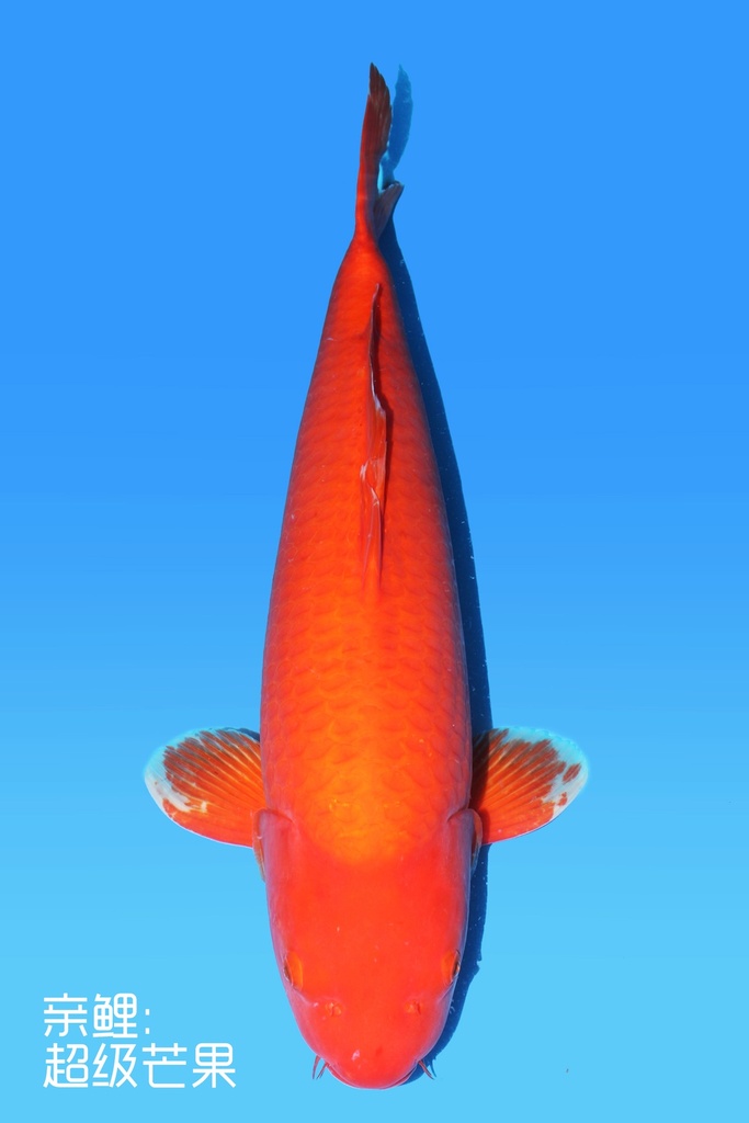 阪井产 红介子鲤 四才 74cm 雌性 342042