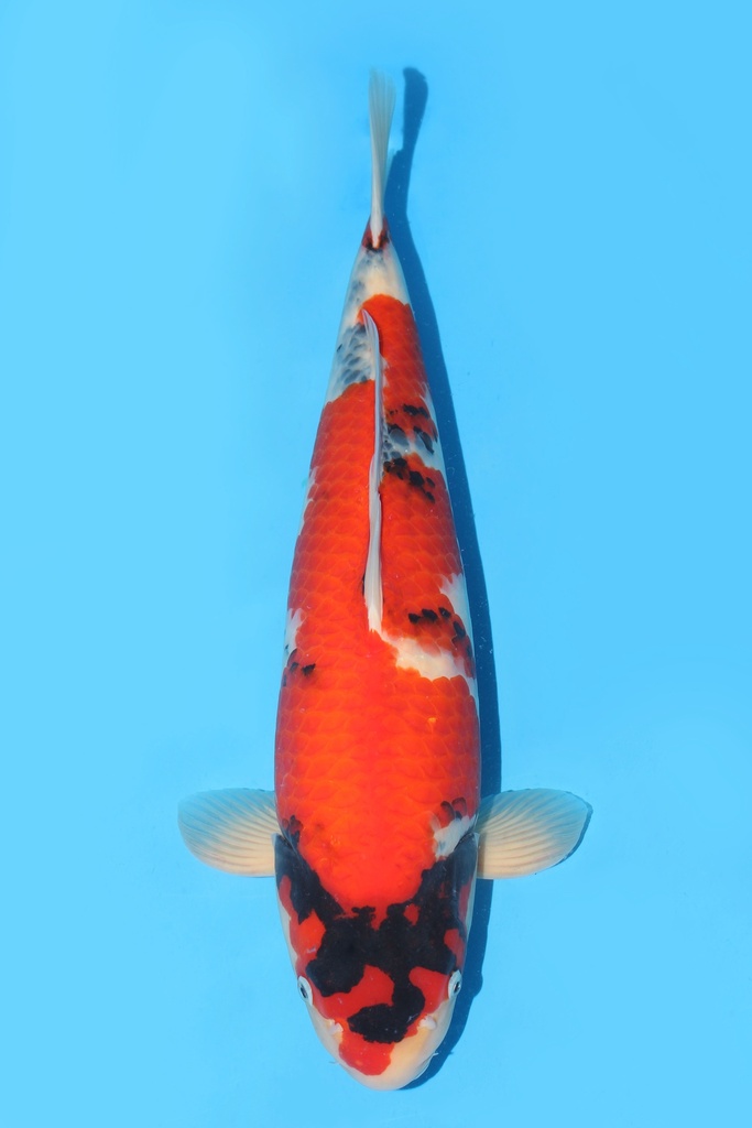 大日产 昭和 二才 58cm 雌性342047