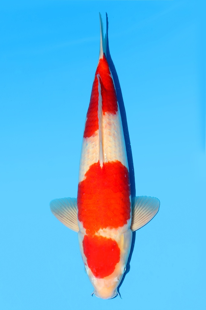 阪井产 红白 三才 52cm 雄性 342049