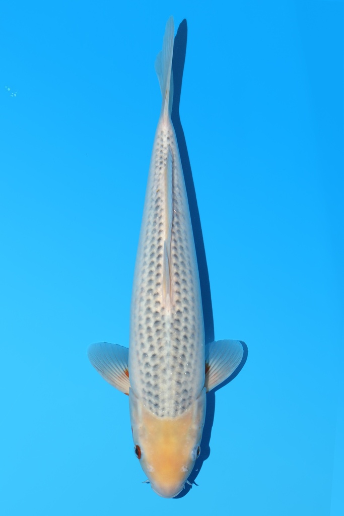 大家产 浅黄 大当才 39cm 雌性 342053