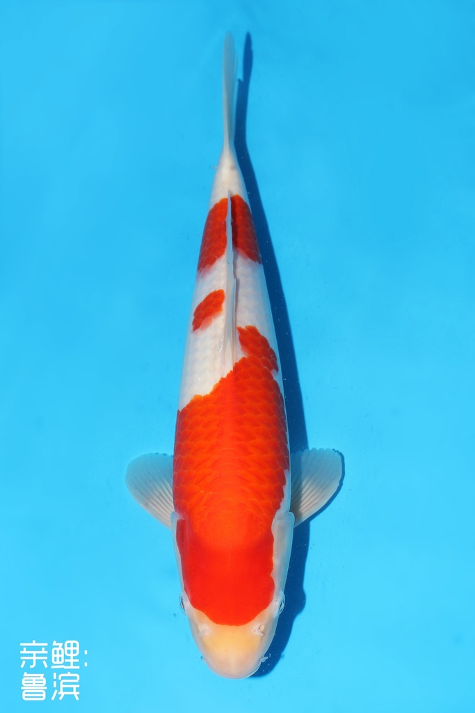 阪井产 红白 大当才 38cm 雄性 342055