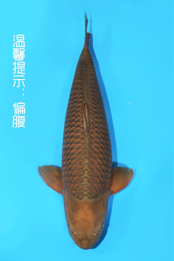 丸堂产 茶鲤 三才 73cm 雌性 342057
