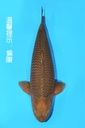 丸堂产 茶鲤 三才 73cm 雌性 342057