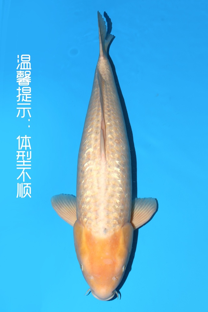 谷口产 金玉米 三才 72cm 雌性 342058