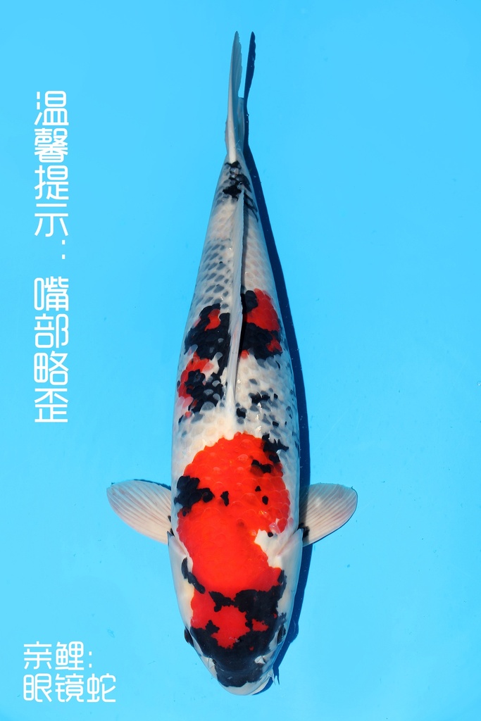 阪井产 昭和 三才 69cm 雌性 342039