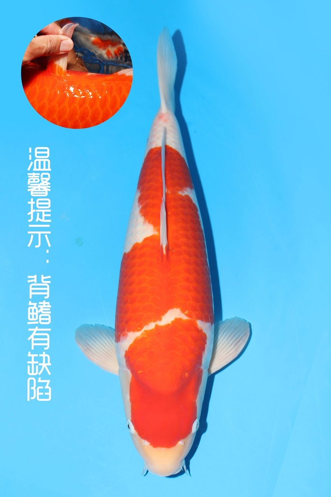 新阪井产 红白 二才 58cm 雌性 342040