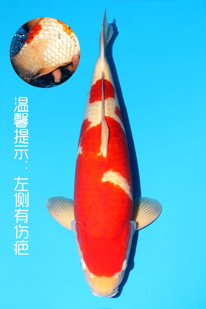 阪井产 红白 三才 58cm 雄性 342059