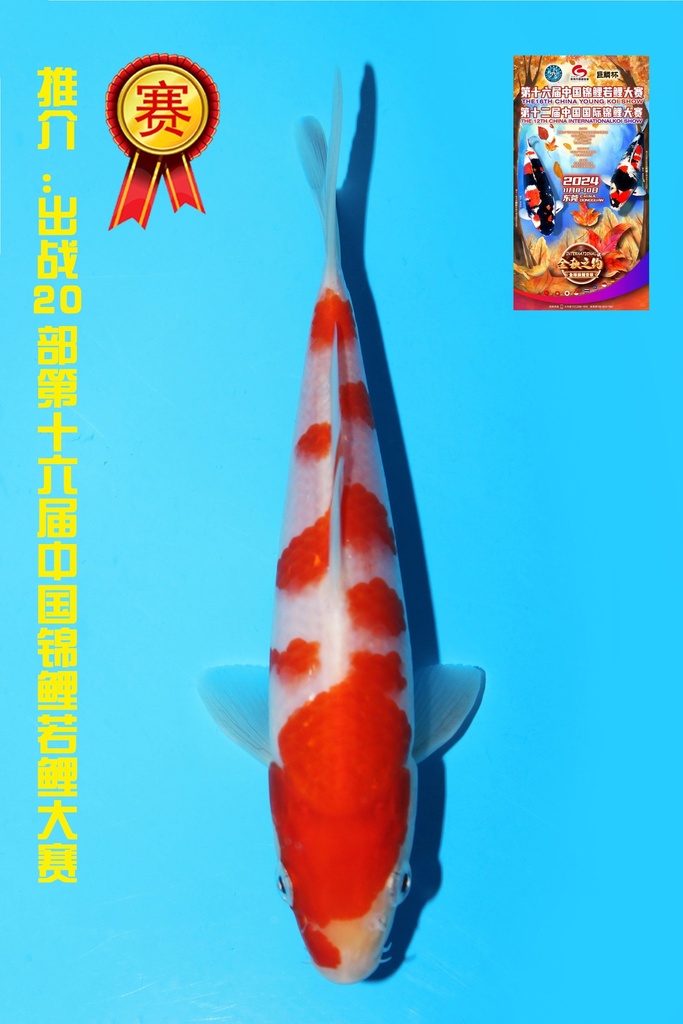 谷口产 红白 当才 19cm 公母不明 342056