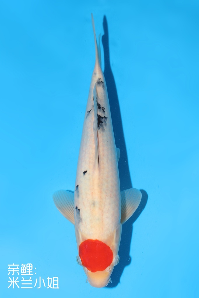 阪井产 丹顶三色 大当才 33cm 雄性 342072