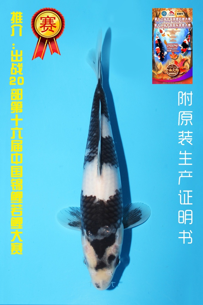 尾形产 白写 当才 20cm 公母不明 342073