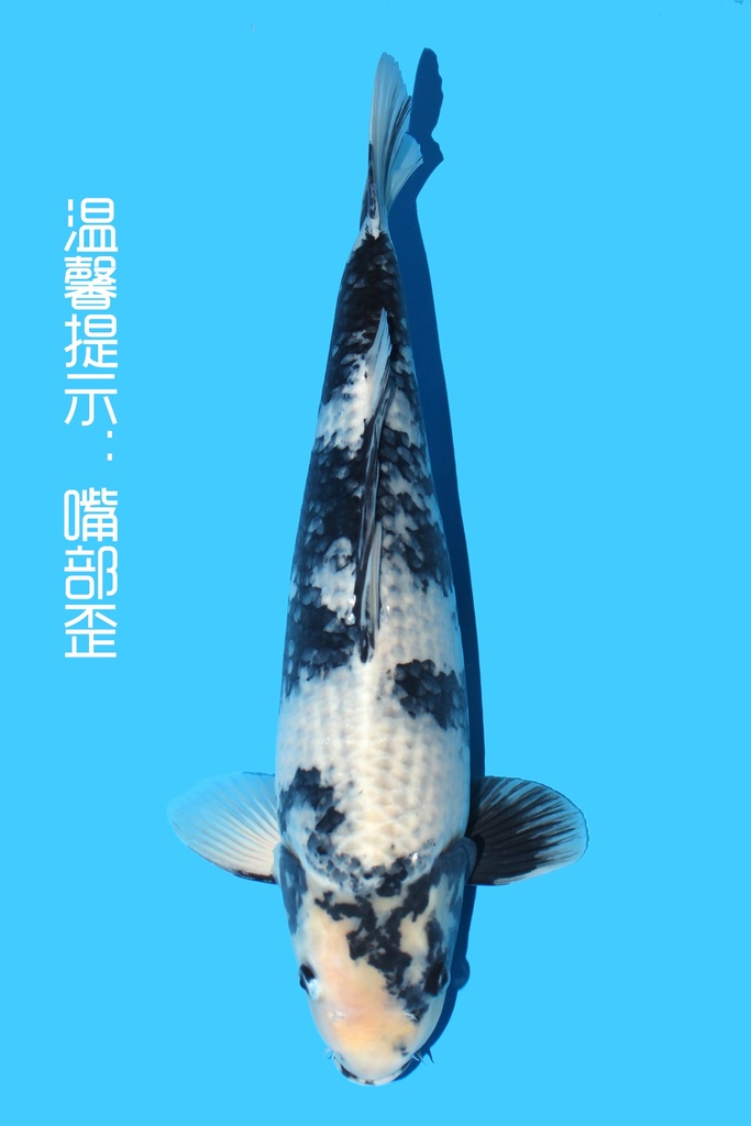 大塚产 影白写 二才 50cm 雌性 342086