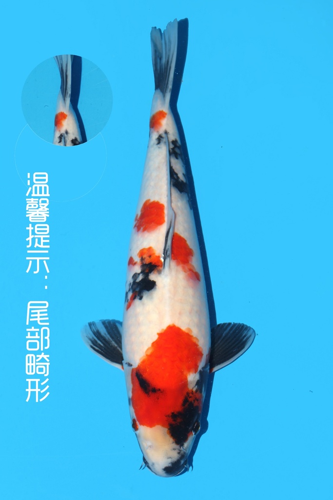 大日产 昭和 大当才 44cm 雌性 342087