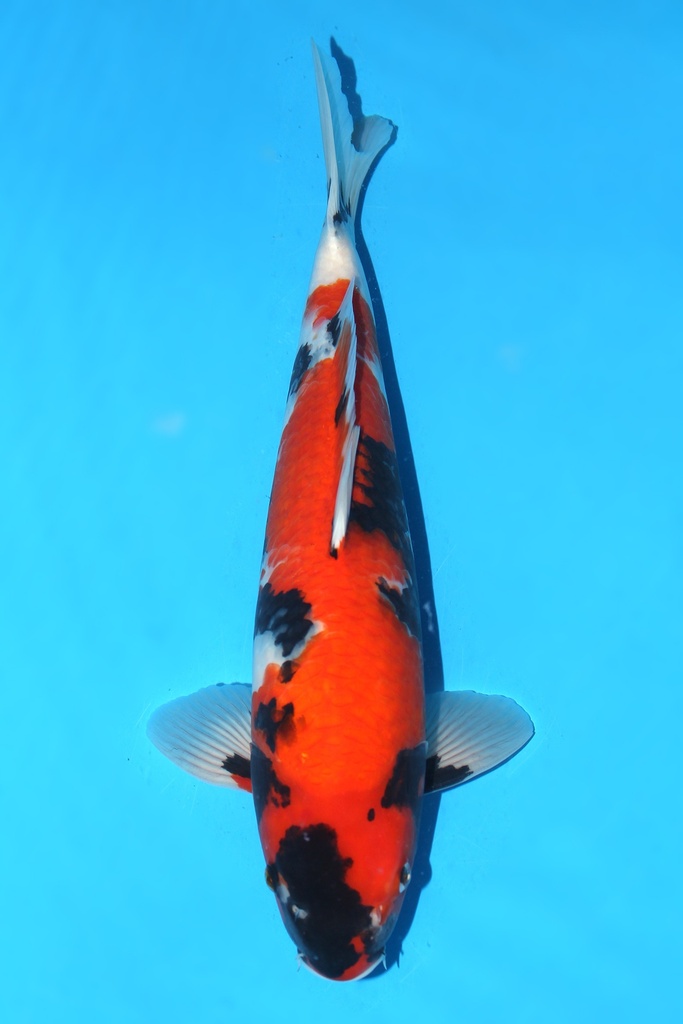 大日产 昭和 大当才 43cm 雄性 342090