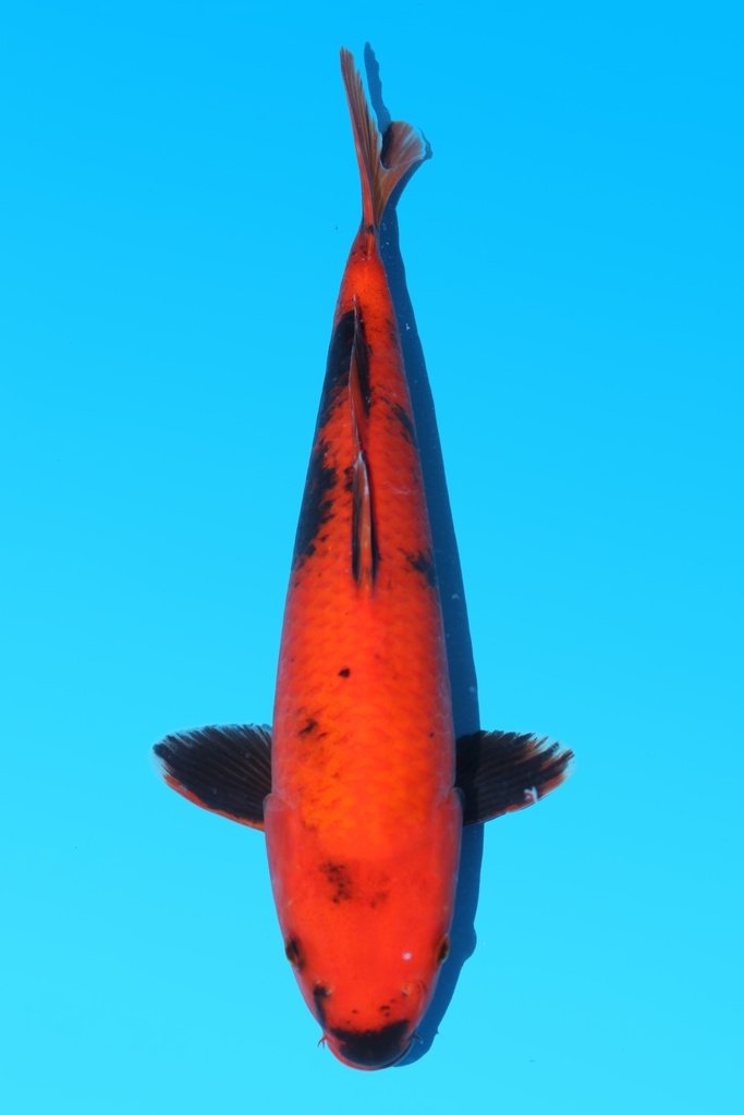 桃太郎产 绯写 大当才 35cm 公母不明 342094