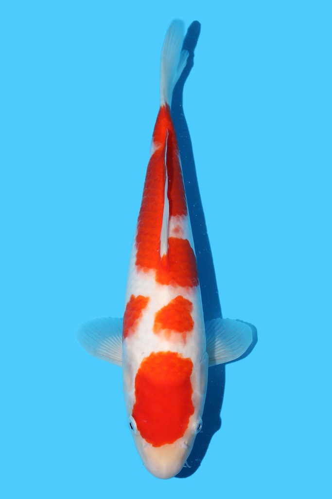 桃太郎产 红白 大当才 34cm 公母不明 342095