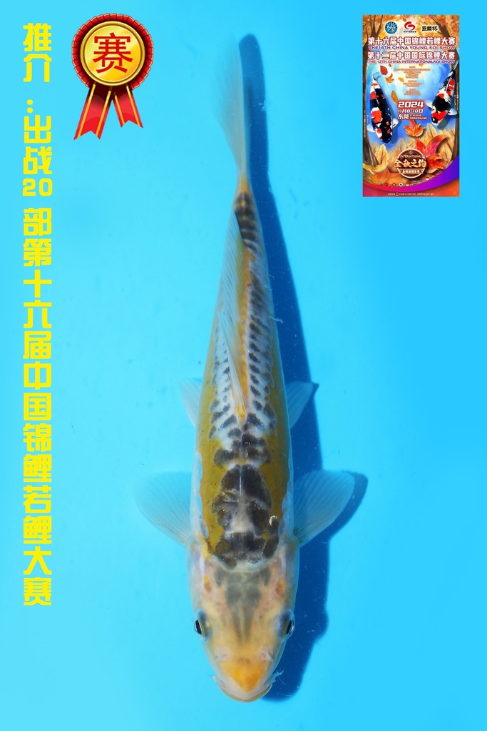 田中产 彩若叶 当才 20cm 公母不明 342074