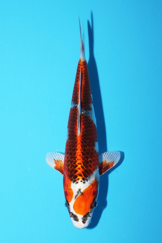 尾形产 孔雀 当才 16cm 公母不明 342098