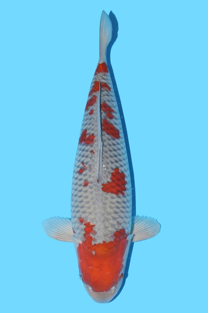 小西产 落叶 三才 71cm 雌性 343011