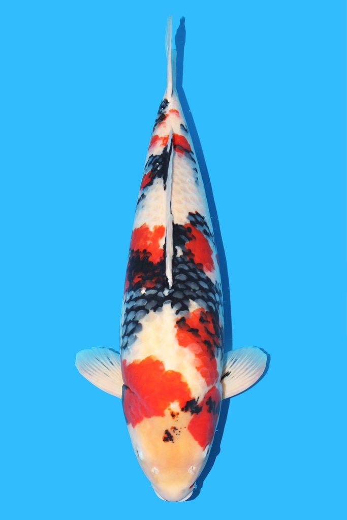 尾形产 昭和 四才 71cm 雌性 343006