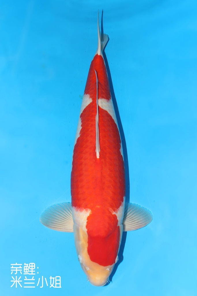 阪井产 红白 三才 71cm 雌性 343013