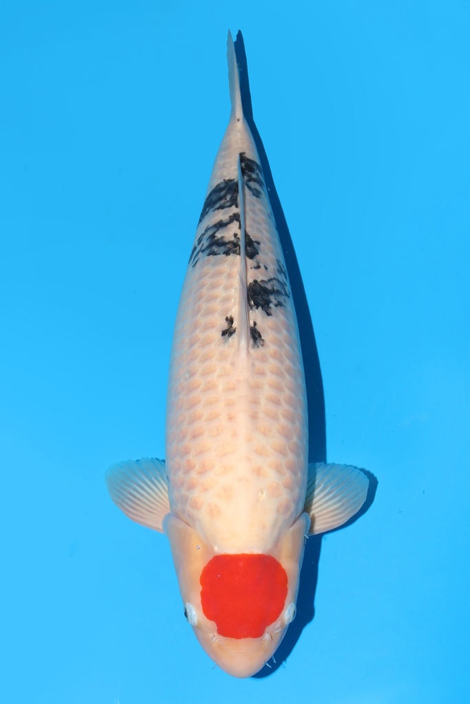 阪井产 丹顶三色 三才 71cm 雌性 343005