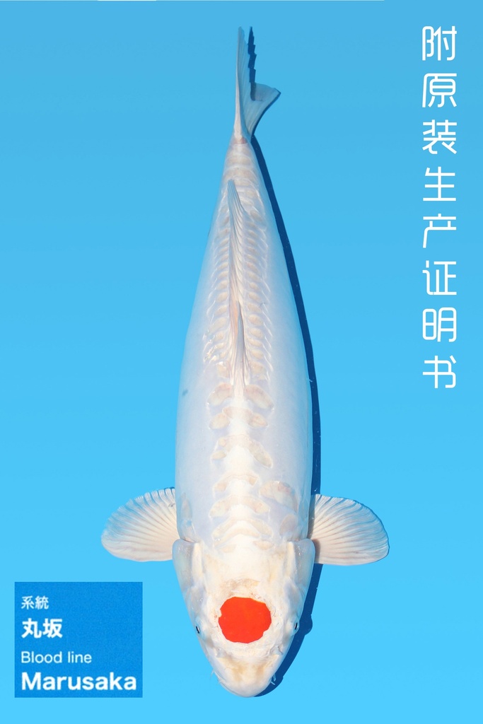 尾形产 丹顶贴芬 三才 63cm 雌性 343008