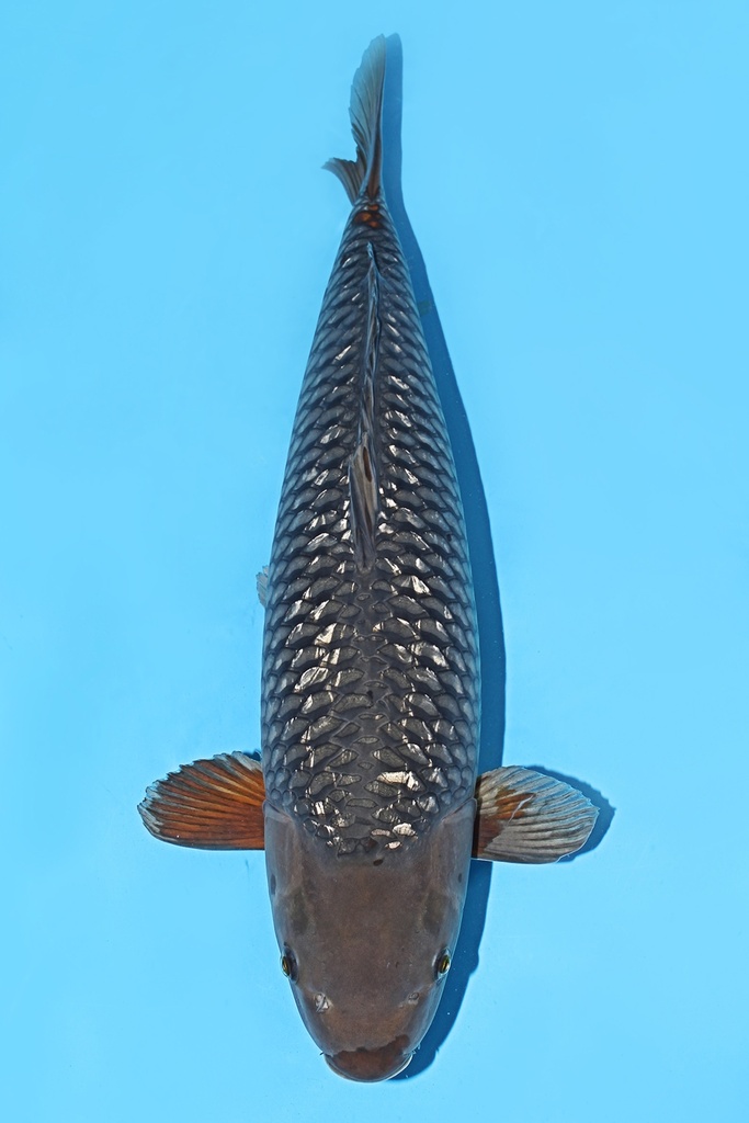 丸堂产 银鳞落叶 三才 73cm 雌性 343032