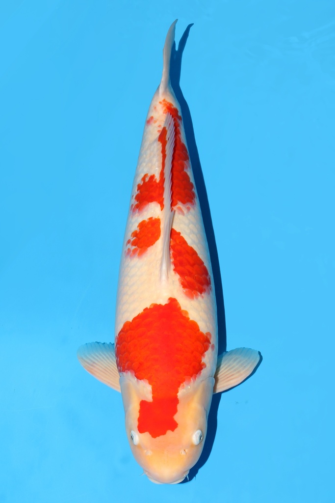 桃太郎产 红白 明三才 70cm 雌性 343046