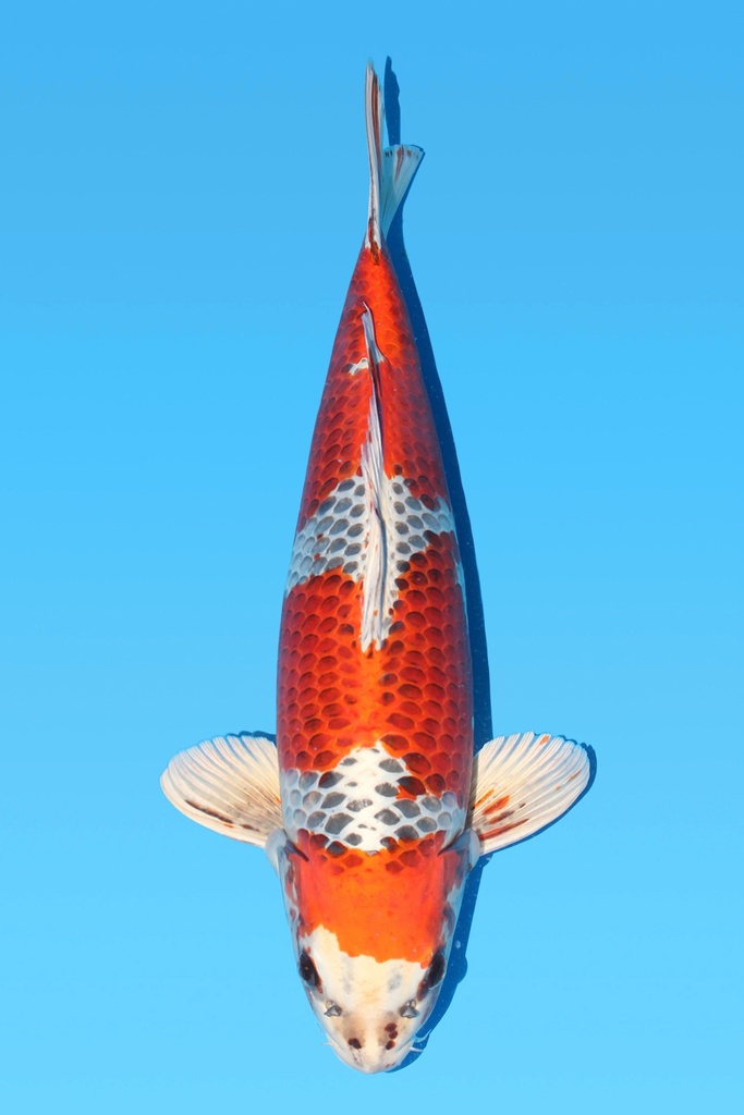 桃太郎产 孔雀 三才 66cm 雌性 343034