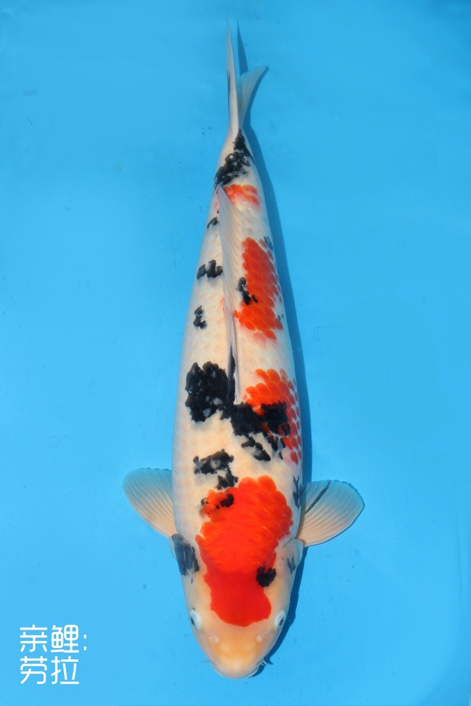 阪井产 大正 明三才 62cm 雌性 343026