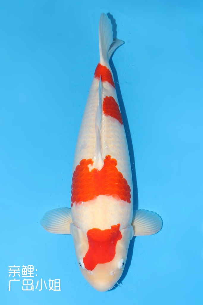 阪井产 红白 明三才 57cm 雌性 343029