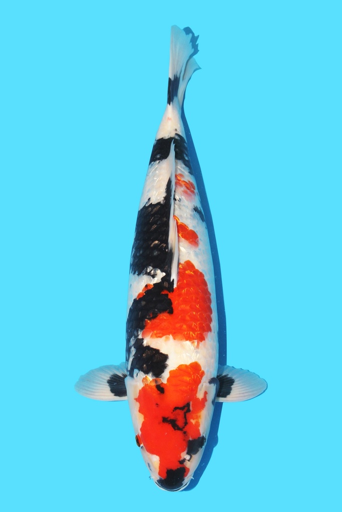 清十朗产 银鳞昭和 三才 56cm 雌性 343028