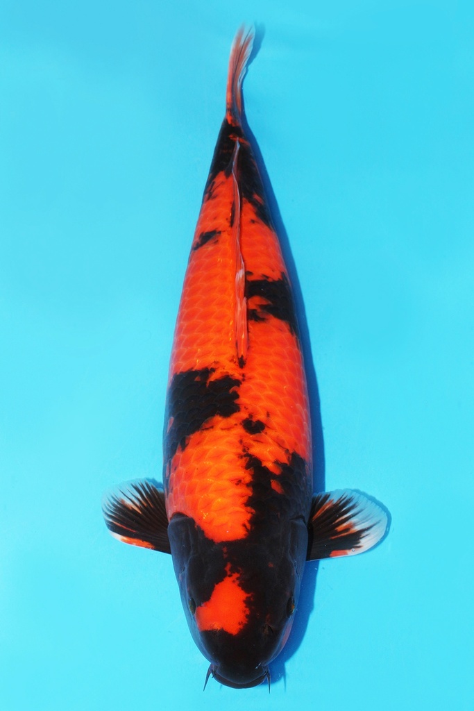 蓧田产 绯写 二才 61cm 雌性 343037