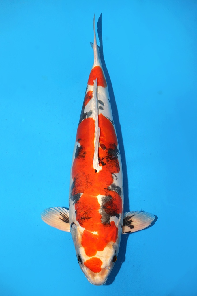 阪诘产 大和锦 三才 57cm 雌性 343041