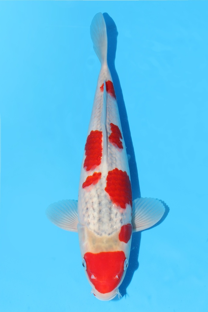 川上产 五色 大当才 36cm 雄性 343060