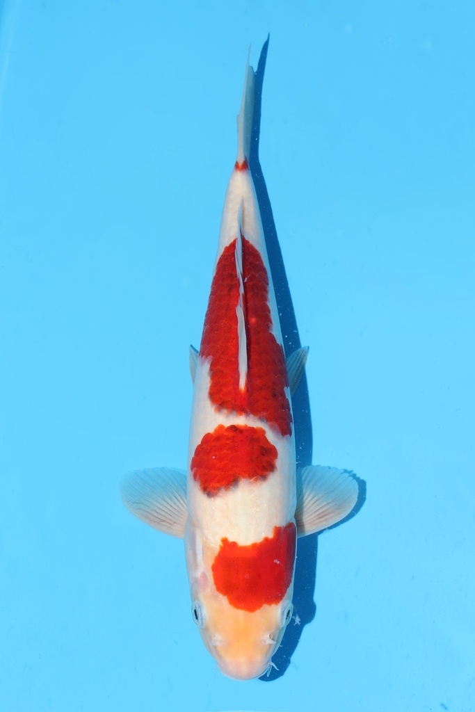 谷养产 衣 二才 34CM 雄性 343064