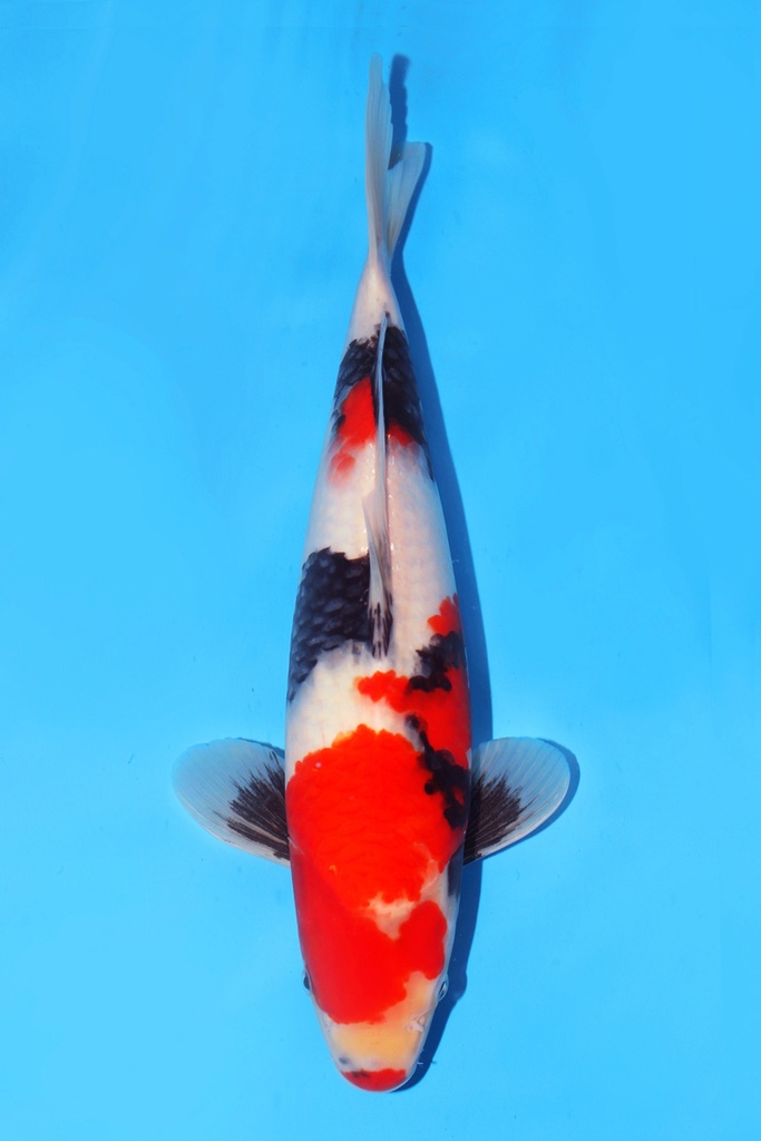 大日产 昭和 当才 33m 公母不明 343066