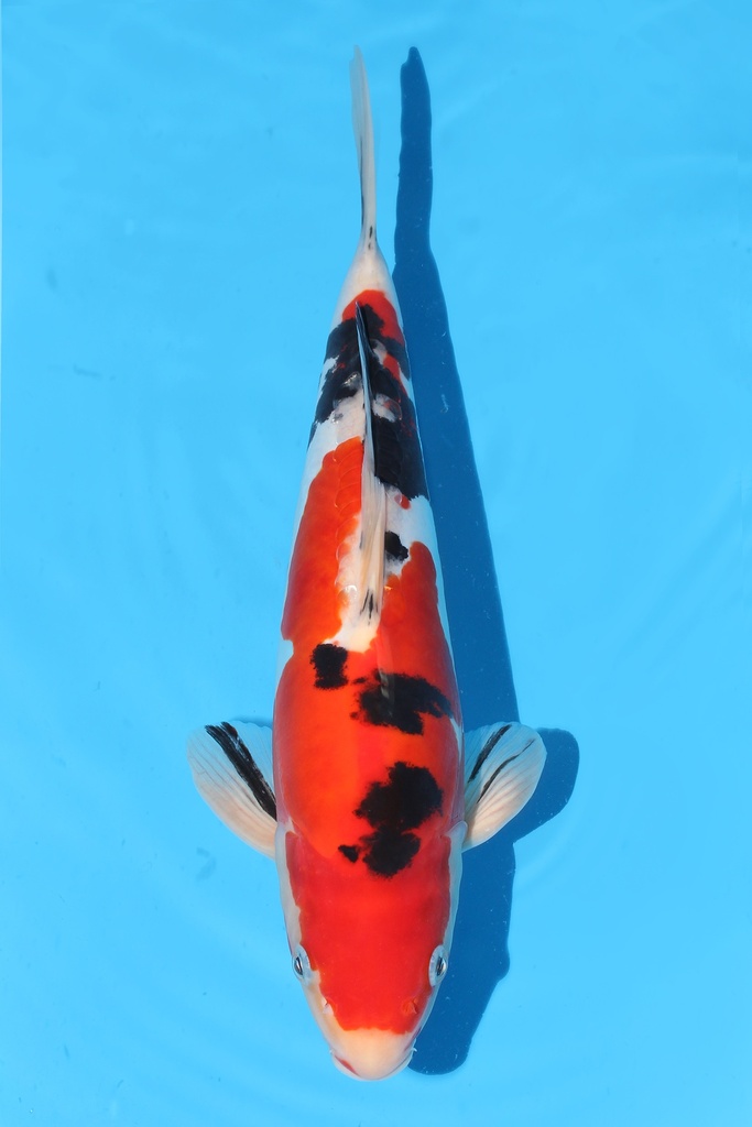 坂诘产 德系大正 二才 32cm 雄性 343069